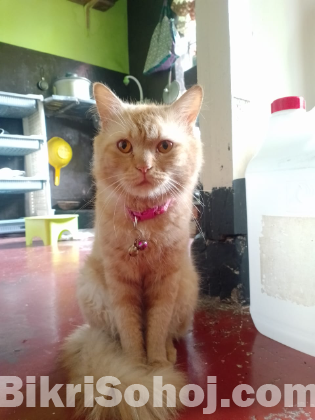 High quality mixed breed cat